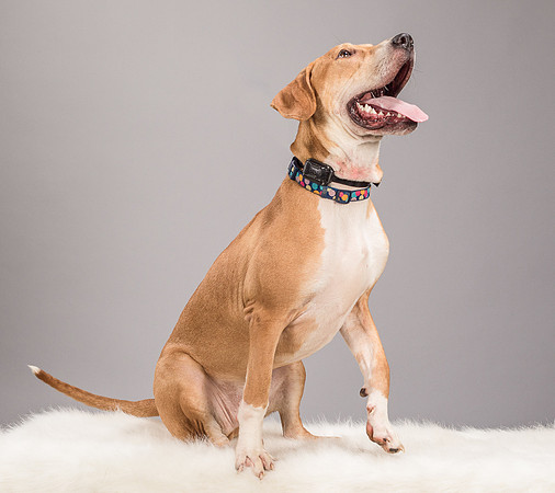 Foster Troy-6316