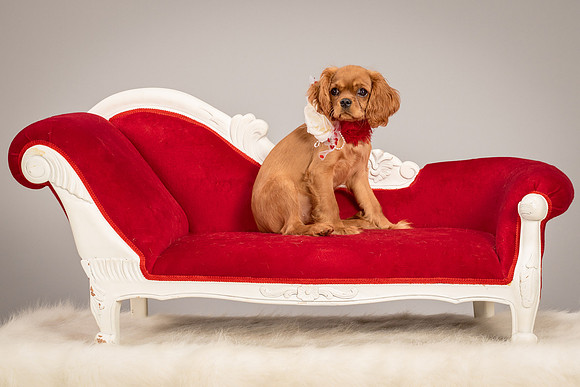 Charlie -4302