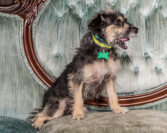 Foster Triscuit-5480
