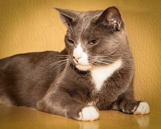 Foster Mittens-9513