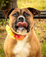 Darlington - Bliss-8363