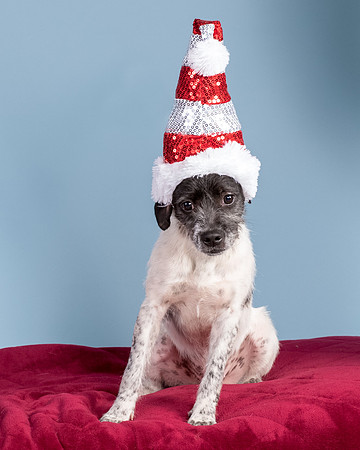 Foster Billie-8206