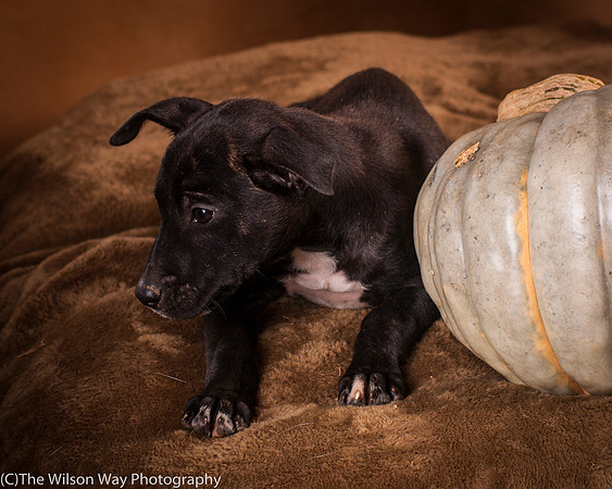 Foster Beryl-6284