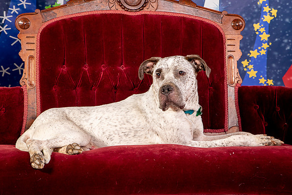Foster Sylvester-0986