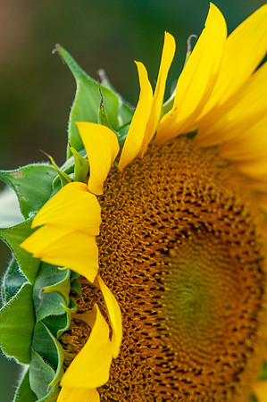 sunflowers-1979