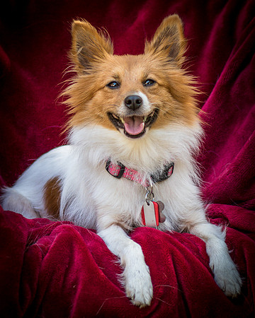 Foster Brandi-3399
