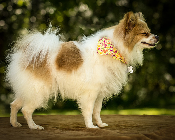 Foster Sydney-7524