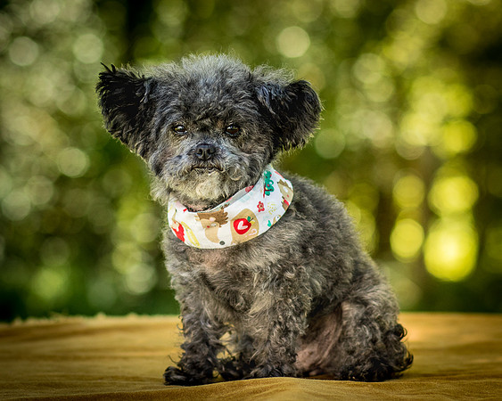 Foster Vivienne-7299