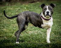 Foster Maya-0189