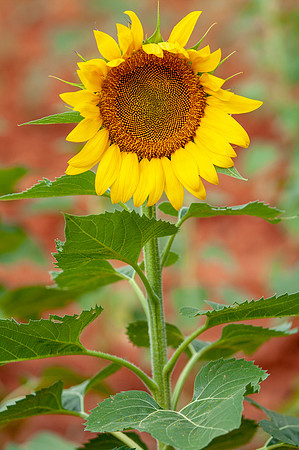 sunflowers-8741