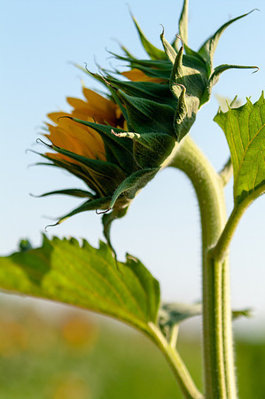 sunflowers-1875