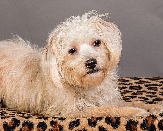 Foster Henrietta-8636