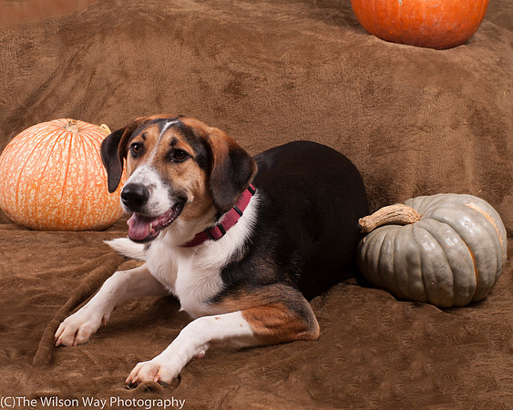 Molly-4403