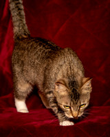 Foster Danni-9459