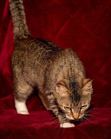 Foster Danni-9459