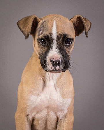 Foster Barnabas-4532