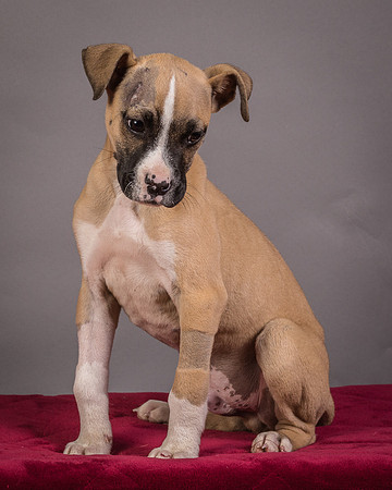 Foster Barnabas-4546