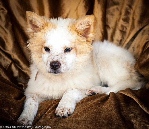 Foster Chai-8864