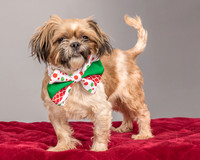 Foster Toffee-4606