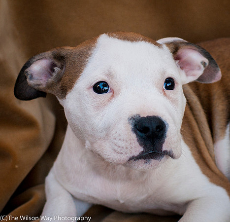 Foster Arlo-9328