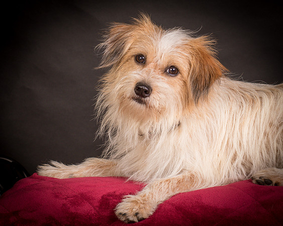 Foster Tiny-1536