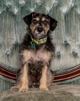 08. Foster Triscuit a/k/a Lily