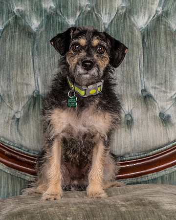 Foster Triscuit-5461