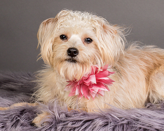 Foster Henrietta-8701