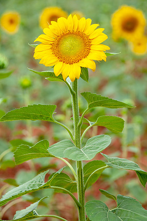 sunflowers-8763