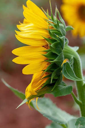 sunflowers-8713