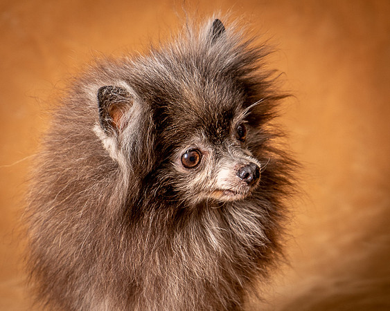Foster Loretta-1260