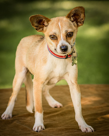 Foster Charisma-7204
