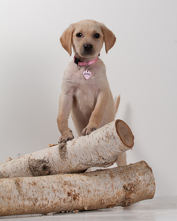 GCSPCA BB-6207