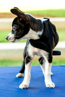 Foster Laila-9781