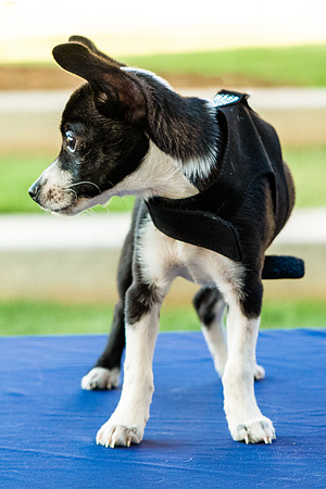 Foster Laila-9781