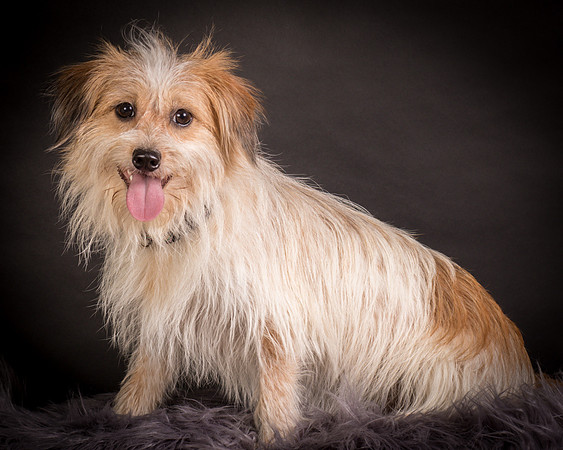 Foster Tiny-1243