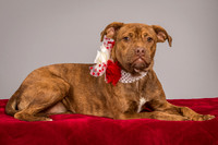 Foster Pumpkin-4647