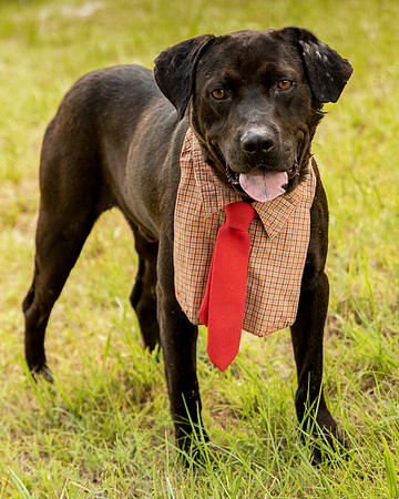 Darlington - Louie-8836