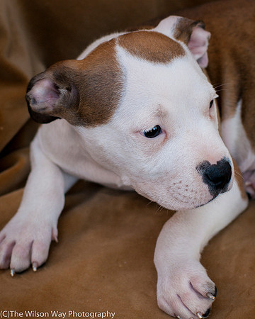 Foster Arlo-9342