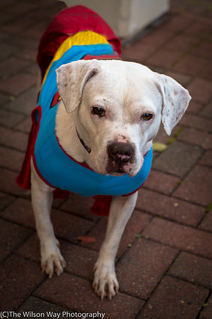 Foster Canvas-9487