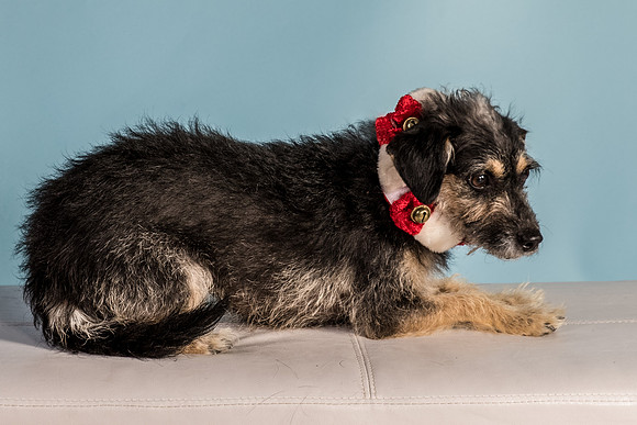 Foster Triscuit-5498