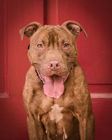 Foster Coco-8200