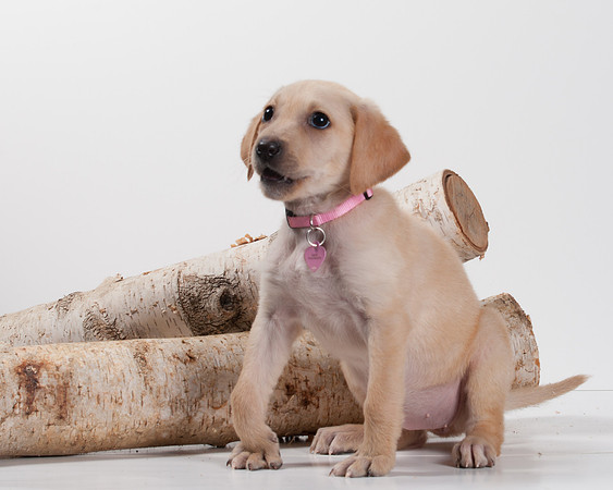 GCSPCA BB-6161