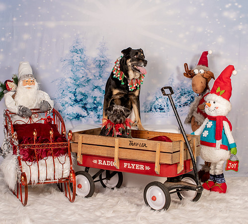 Sibley-4368