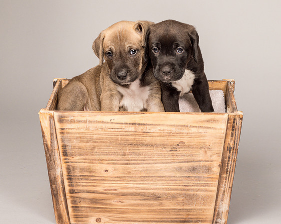 Fosters Pebbles and Gazoo-1862