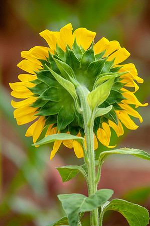 sunflowers-8750