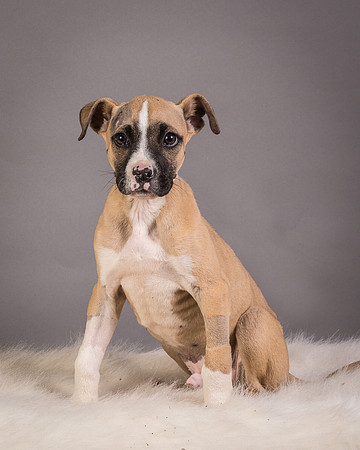 Foster Barnabas-4576