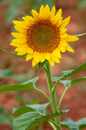 sunflowers-8799