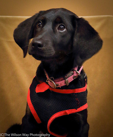 Foster Claudine-0979