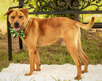 Darlington - Champ-8533